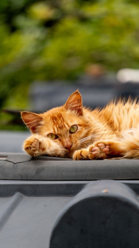 Cats