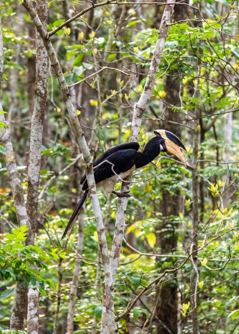 Hornbill