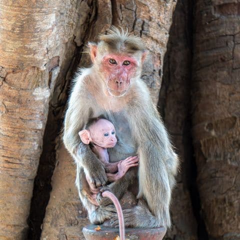 Monkeys