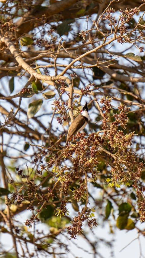 Red-vented Bulbul