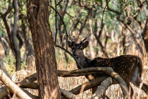 Spotted Deer